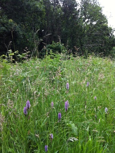 Orchids on Common