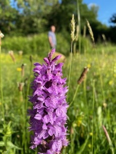 Common Flower