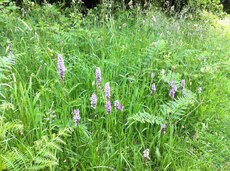 Orchids on Common