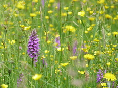 Wild flower meadow